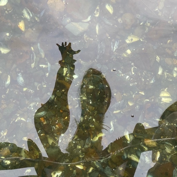 Meet your Posher, Sam - Picture 1 of 1